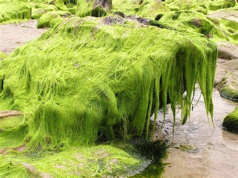 The Esoteric World of Seaweed: A Closer Look at its Magic